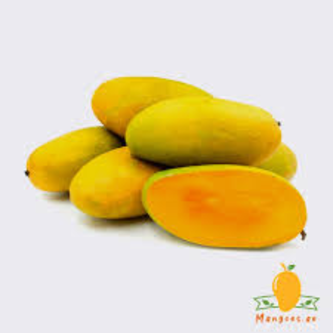 Wholesale Dasheri Mango Supplier – Qatar